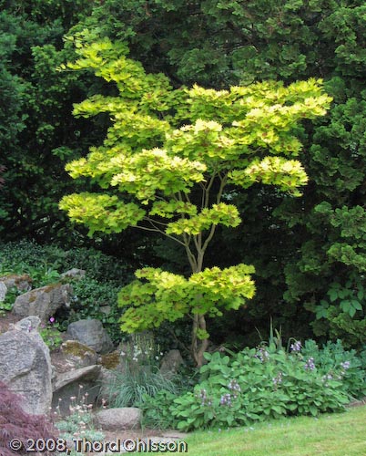 Acer shirasawanum